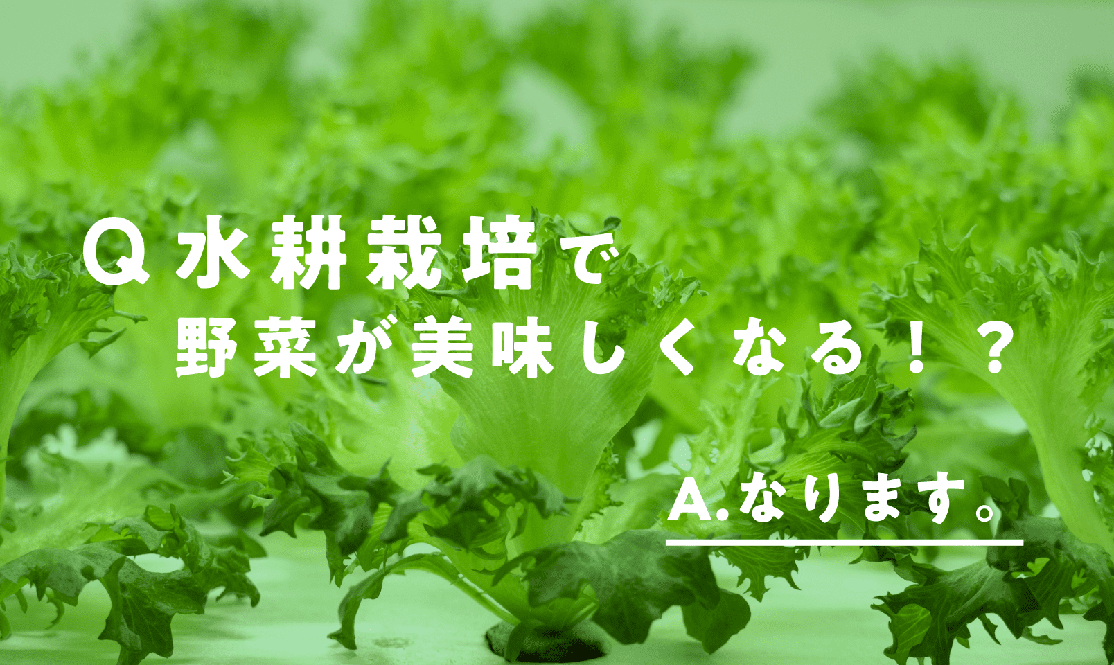 水耕栽培で野菜が美味しくなる！？